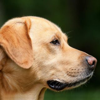 Köpek Eğitimi Nasıl Yapılır