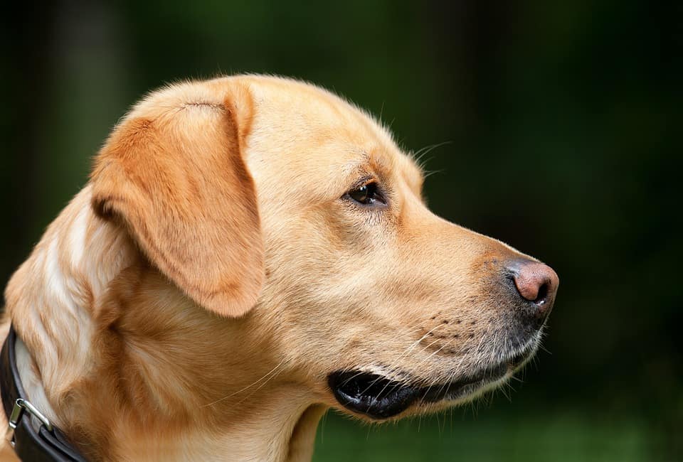 Köpek Eğitimi Nasıl Yapılır